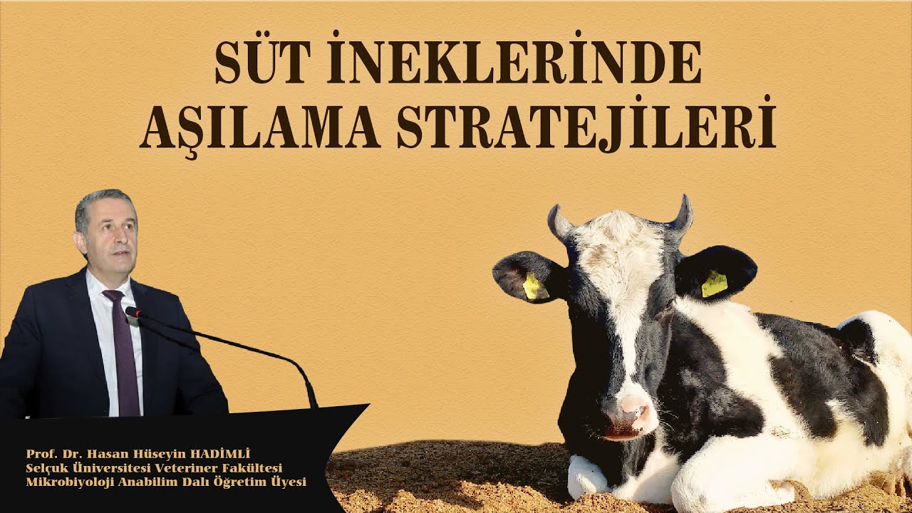 Süt İneklerinde Aşılama Stratejileri