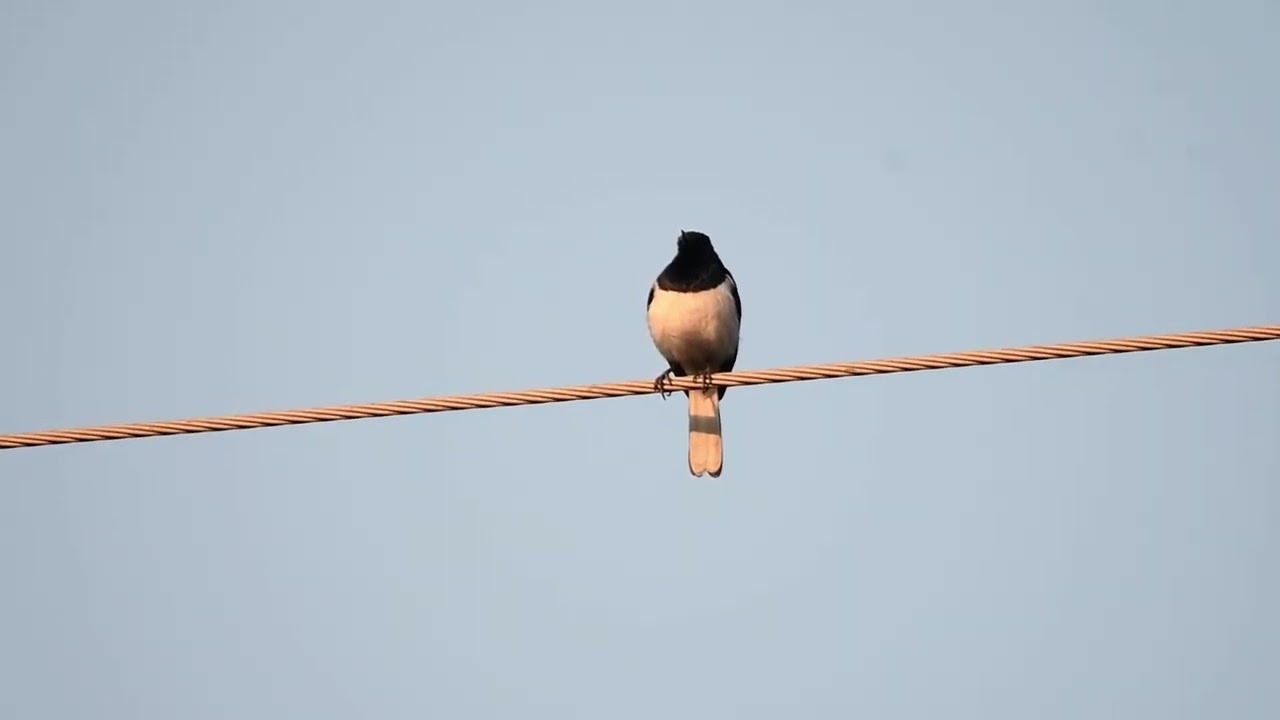 Oriental Magpie Robin calling like Little Swift!