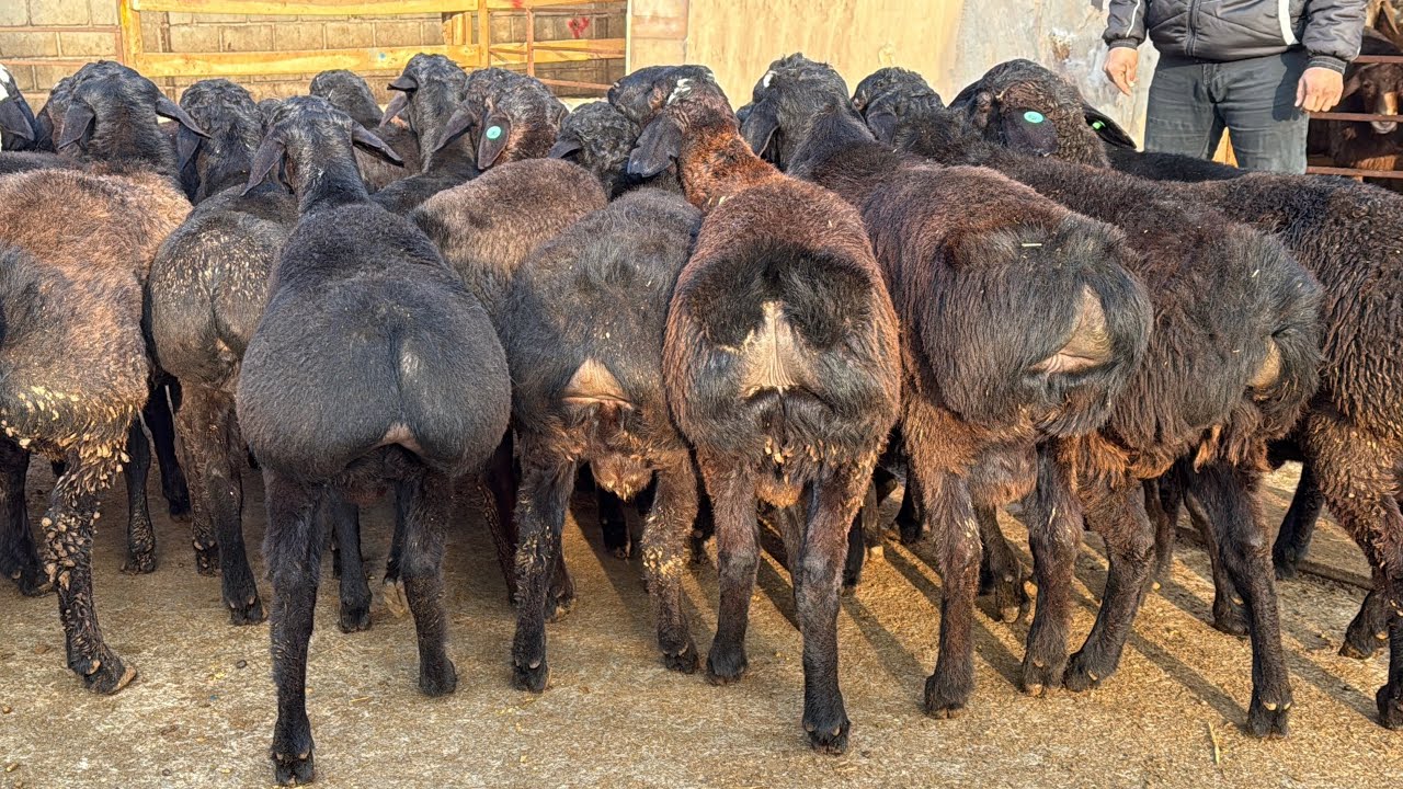 😱3.5-MLNDAN QO‘CHQORLAR KELDI!! 🔥 JUMANAZAR ARZONCHI AKADAN 🐏 SHOSHILING