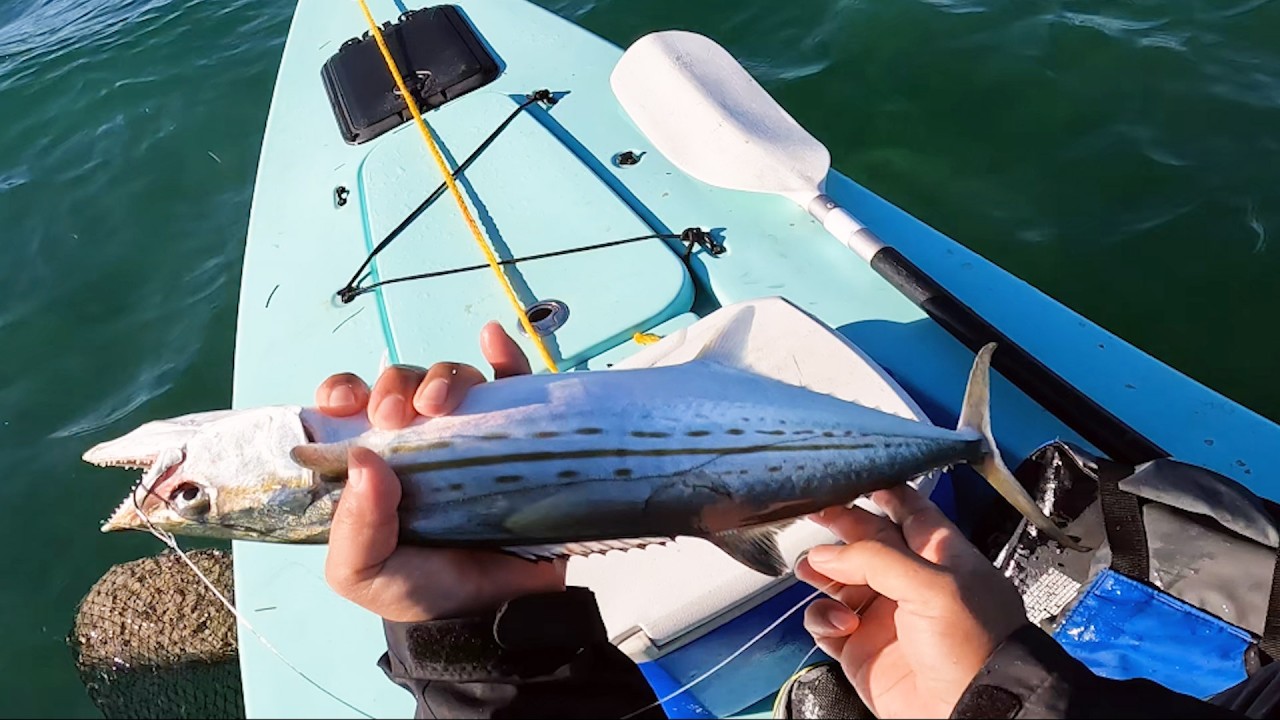 Florida Keys Backcountry Mackerel Every Cast.