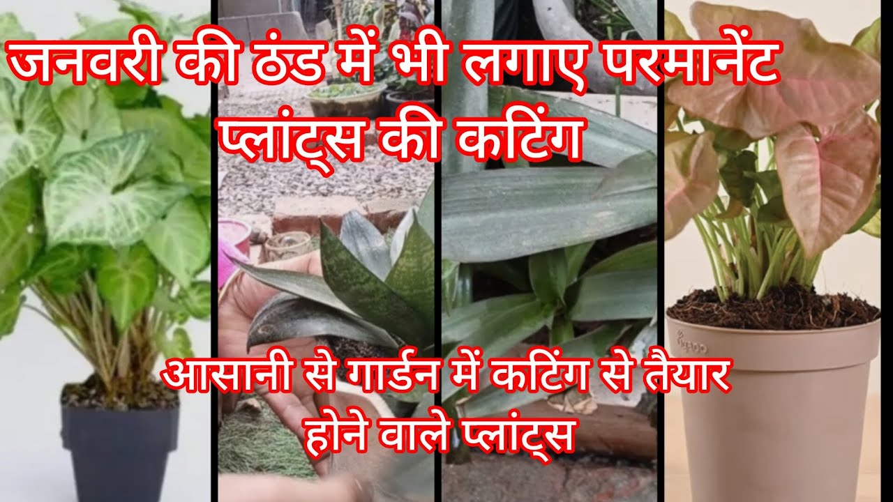 जनवरी की ठंड में लगा सकते हैं परमानेंट प्लांट्स की कटिंग/Easy to grow plants in winter #gardening