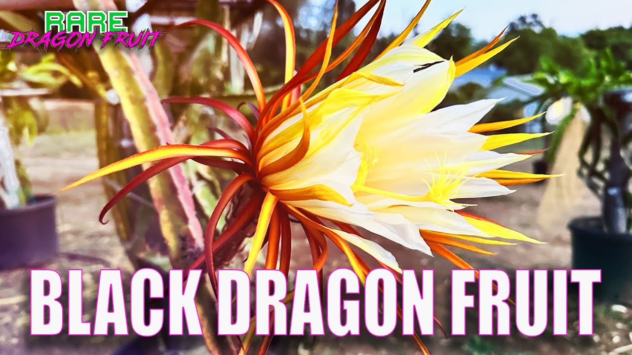 BLACK DRAGON FRUIT IS BLOOMING /  Hybrid of Selenicereus Coniflorus X Hylocereus Ocamponis