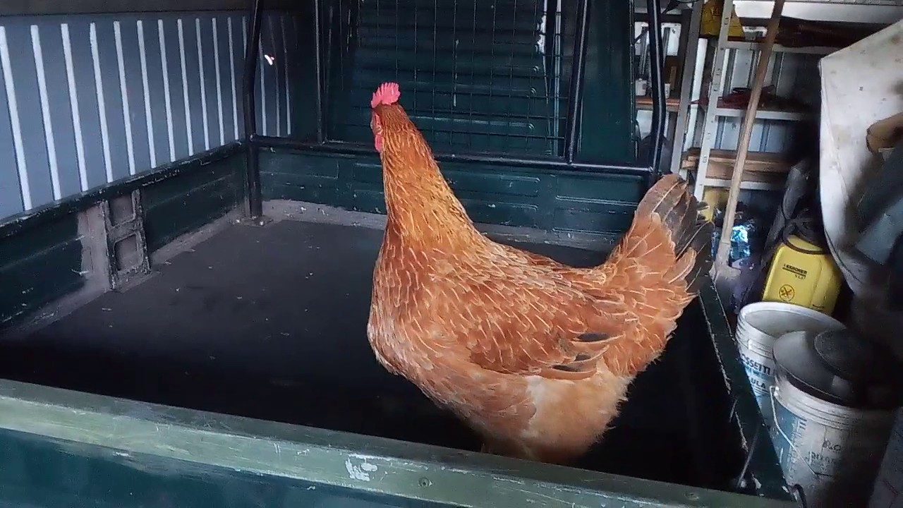 Gallina padovana