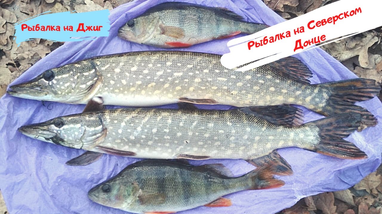 Щука на СПИННИНГ на реке Северский Донец осенью.