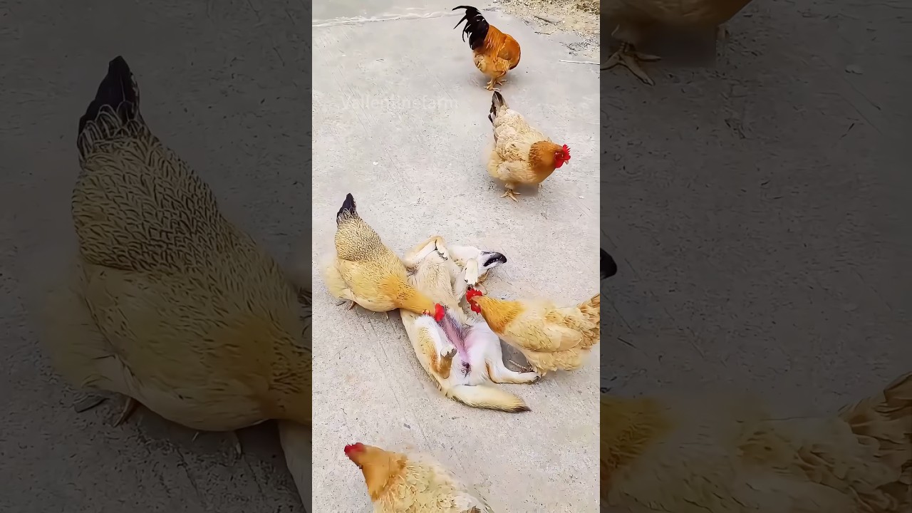 Can Chickens Really Clean Dogs Like This? #Catchfleas  #interesting #shorts