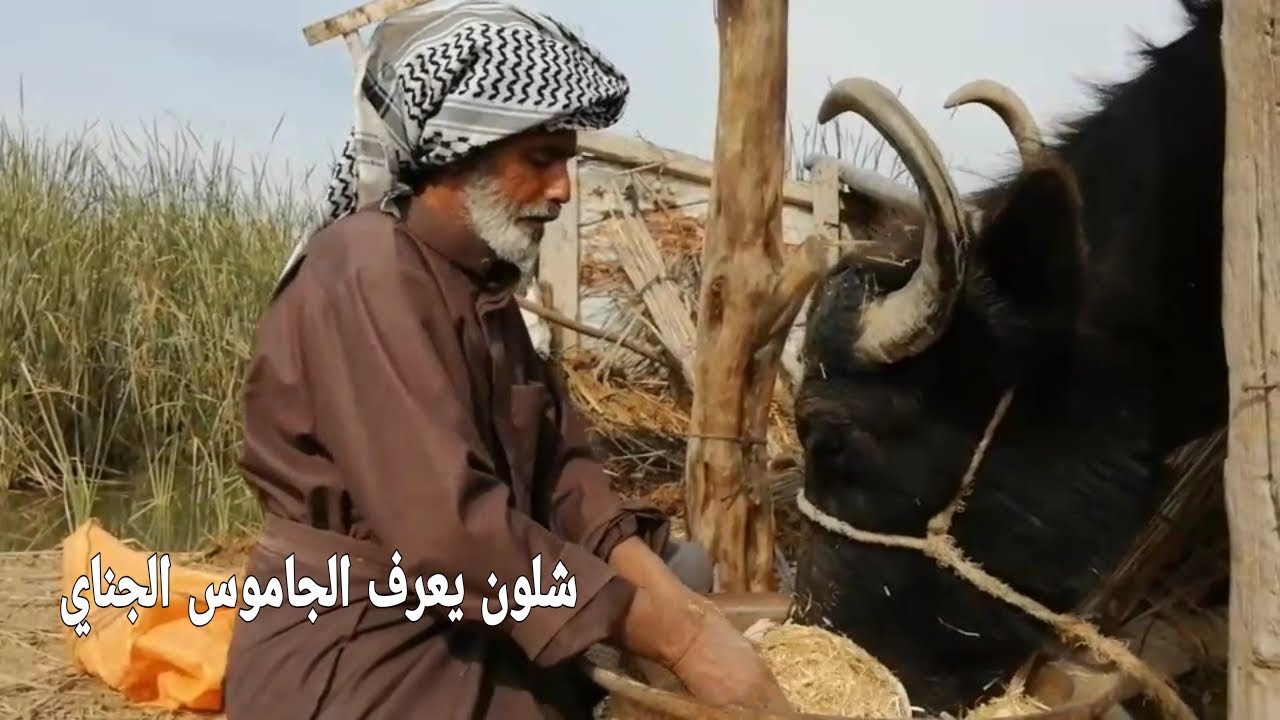 اسئلة مربي الجاموس شلون تميز الجاموس لعندك  من الجاموس الغريب ذا اختلط كل الجاموس سوه