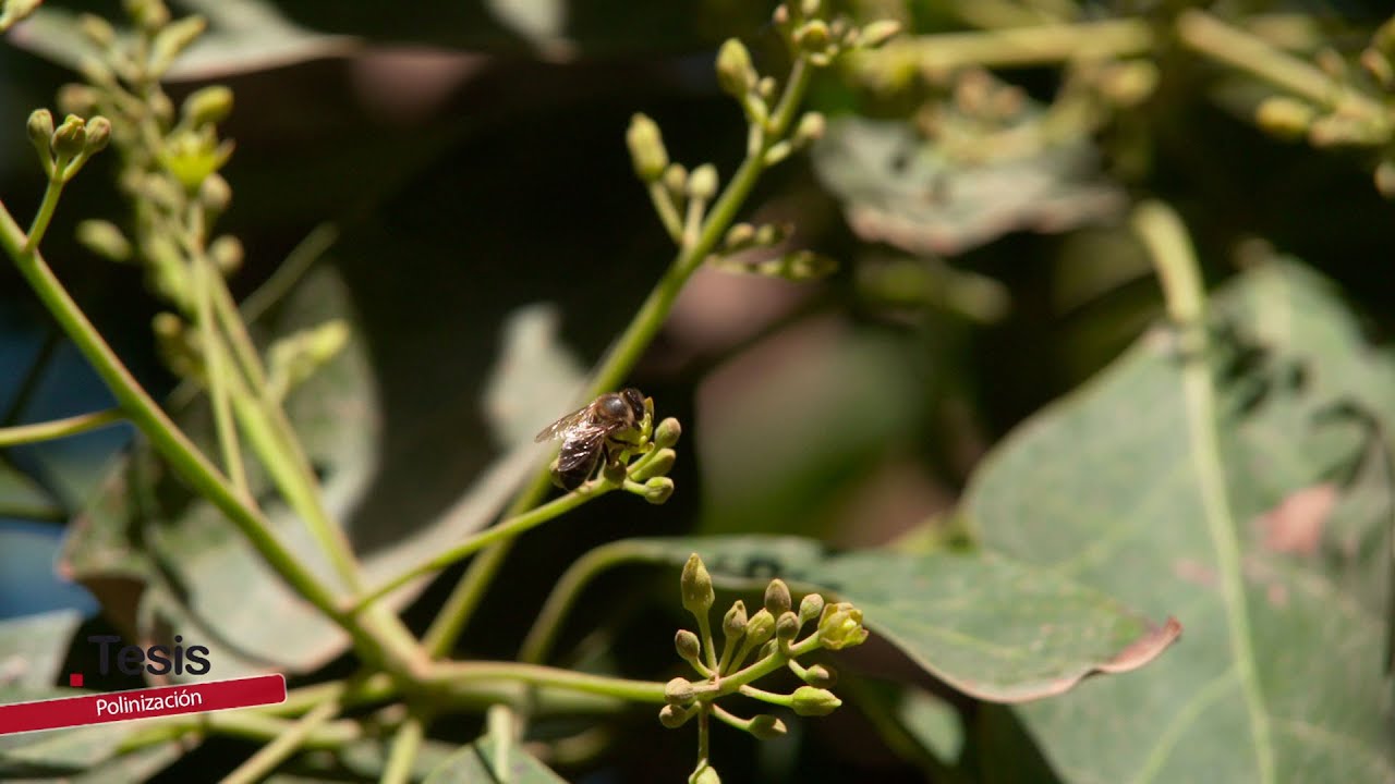 🐝🌱EL MILAGRO DE LA POLINIZACIÓN | Documentales Interesantes