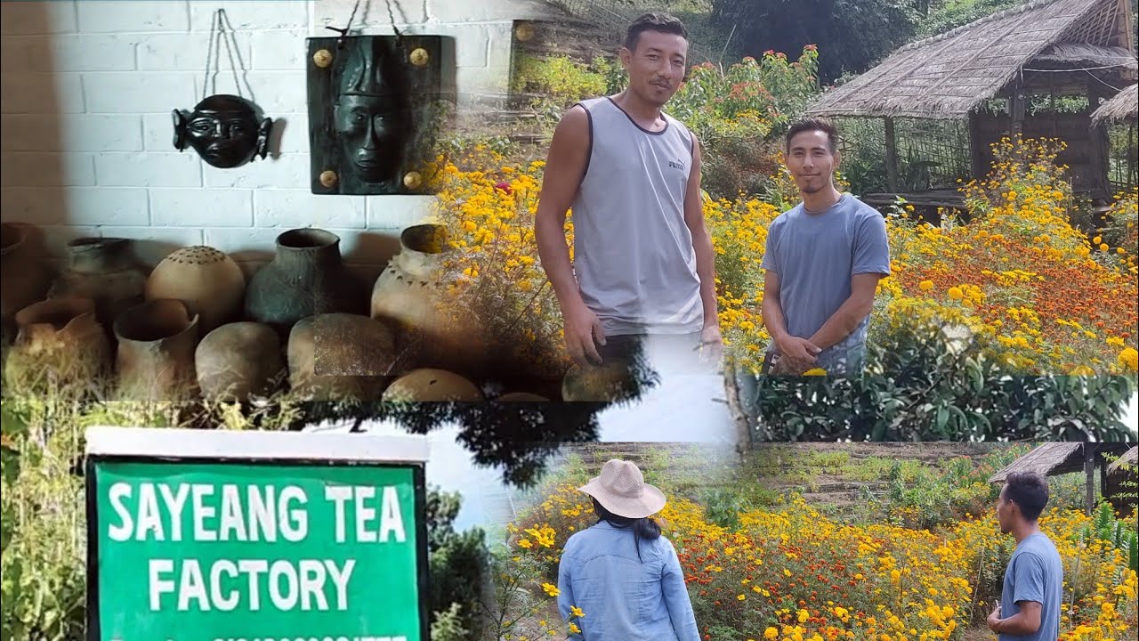 sayeang tea factory || Shiyong village|| Mon district ||Nagaland