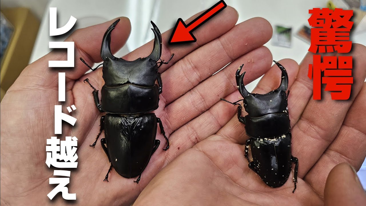 世界で一番大きいオオクワガタを生み出した男に会いに関西に突撃しました