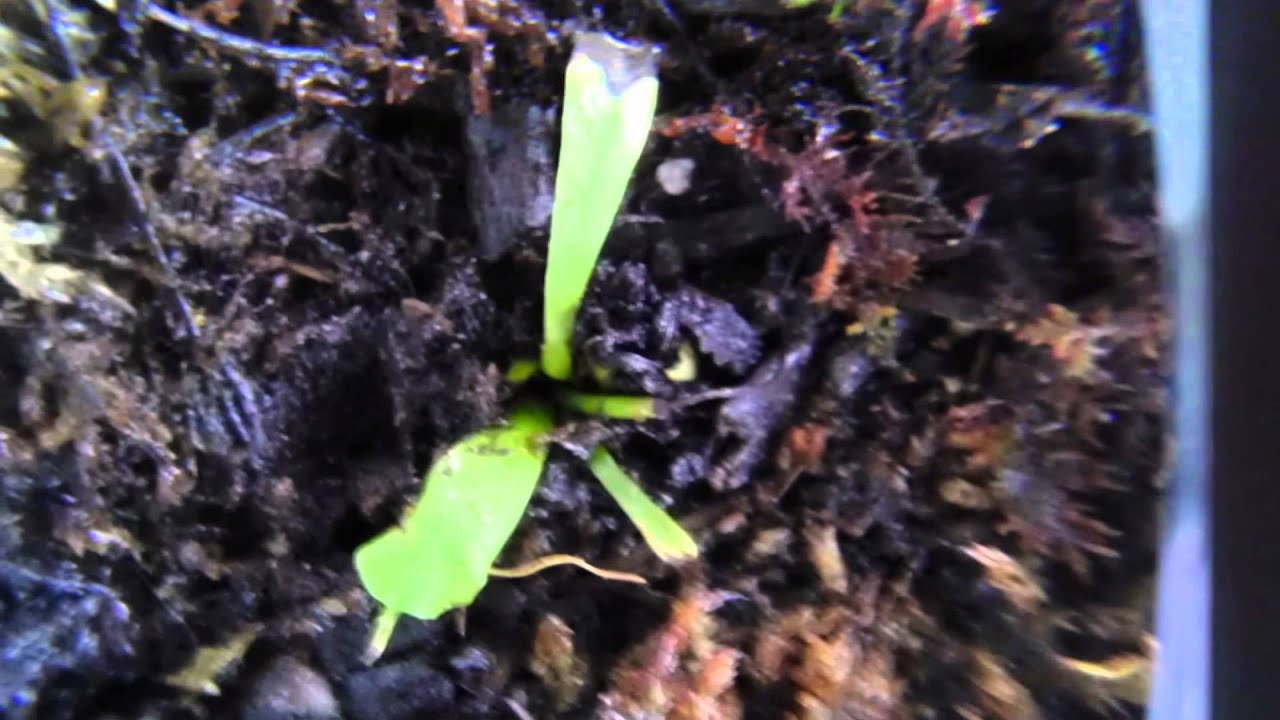 fly traps sundews and pitcher carnivorous plant & dandelion Slideshow 1