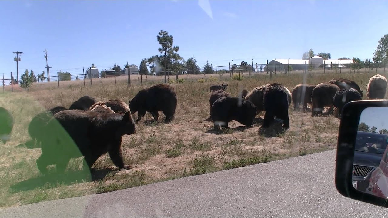 Feeding Time at Bear Country USA