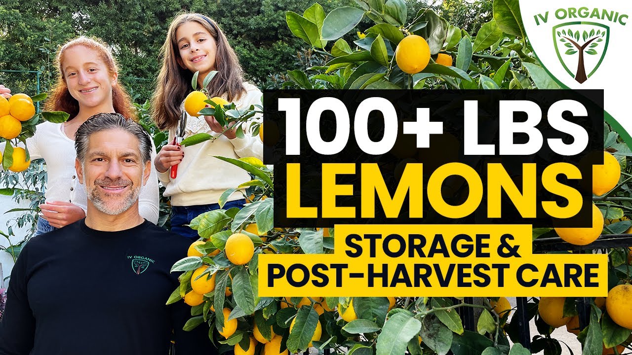 Post-Harvest Fruit Tree Care | Surplus Lemon Storage