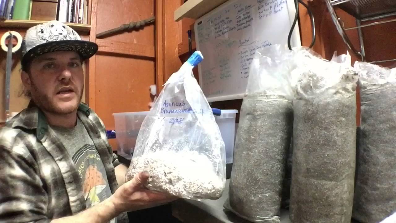 Filling your Monotub with Spawn and Substrate Shrooms for days! Mycology at its Finest!