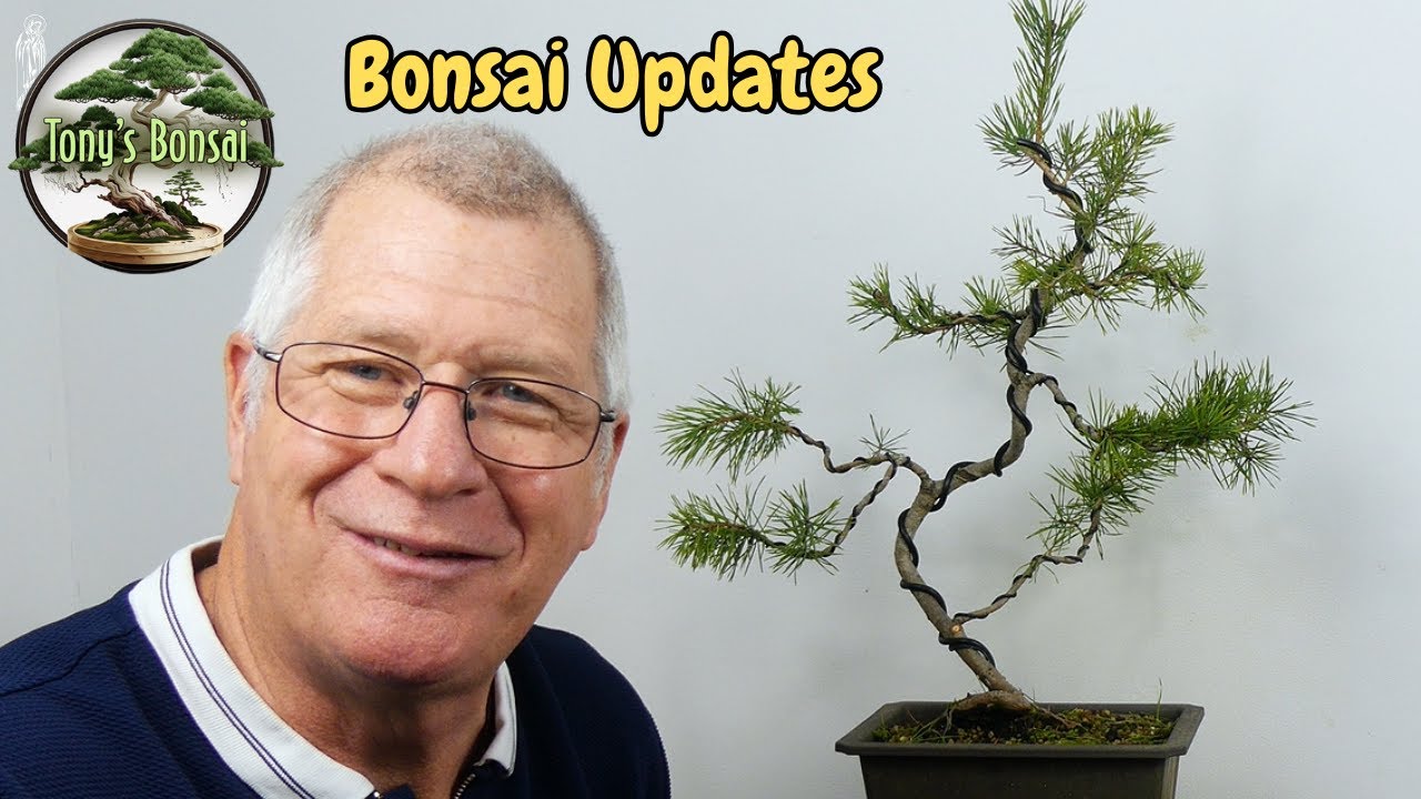 You Won't Believe How Easy Scots Pine Bonsai Styling Can Be