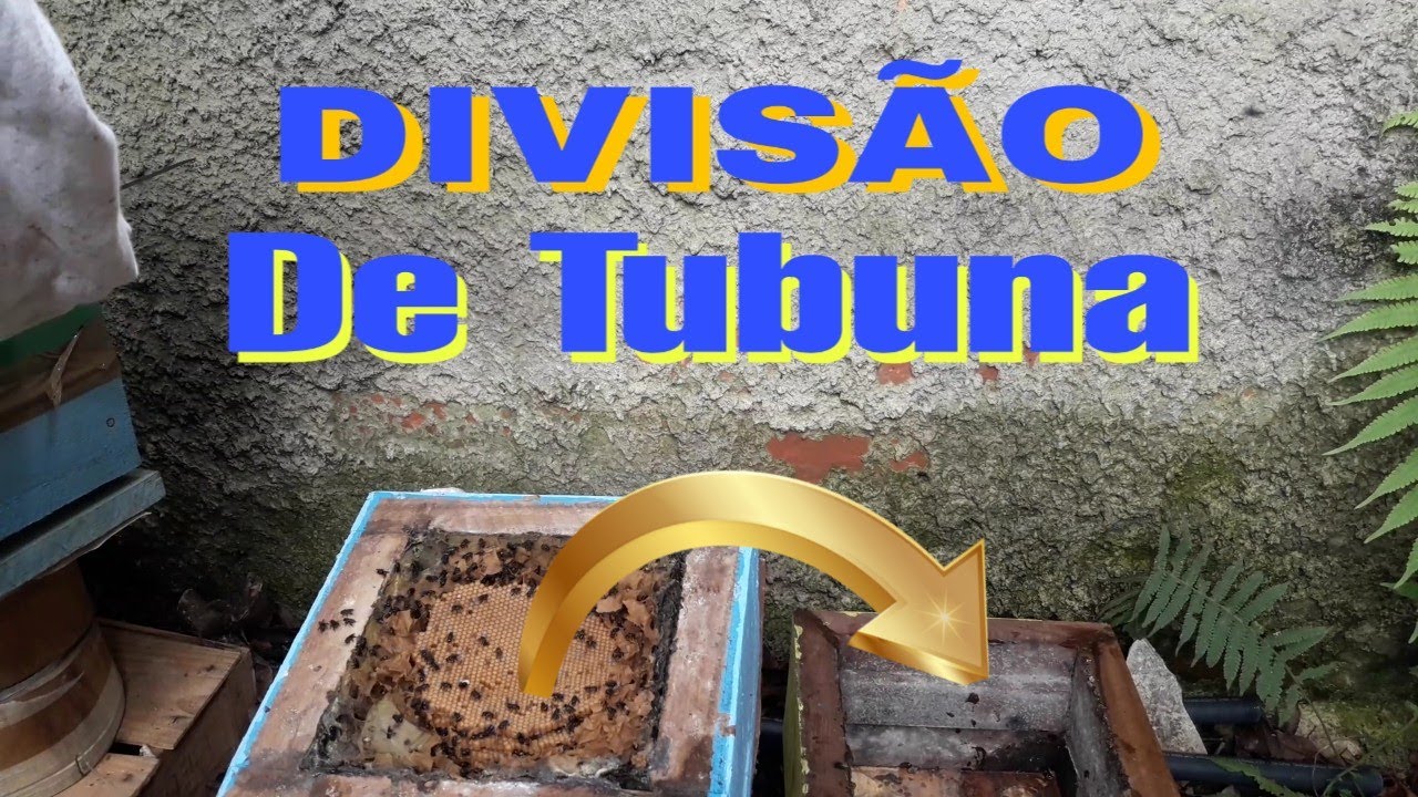 DIVISÃO DE TUBUNA SUPER FORTE