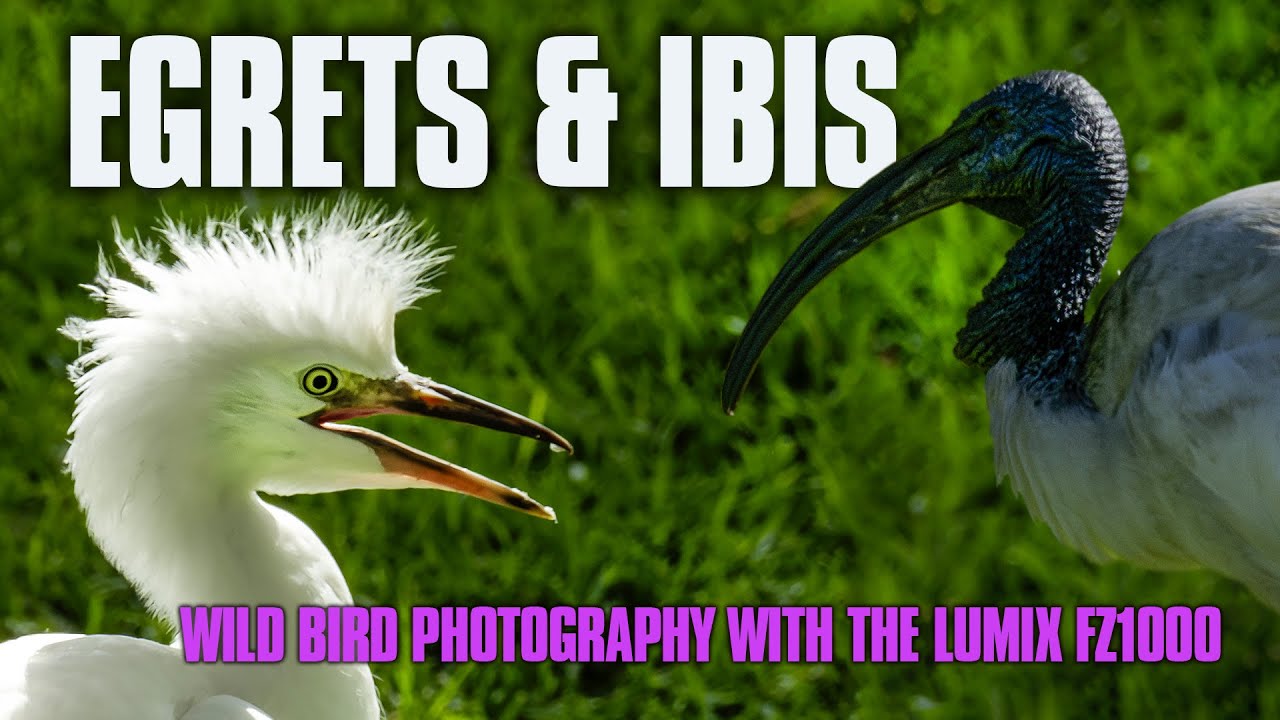 Photographing NEW species | Bird Photography in Morro Jable, Fuerteventura