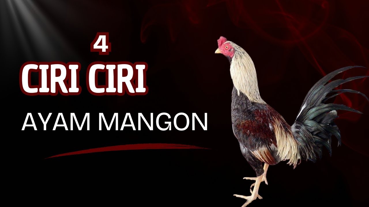 INILAH,, CIRI AYAM MANGON BESERTA ASAL USULNYA YANG HARUS DIKETAHUI