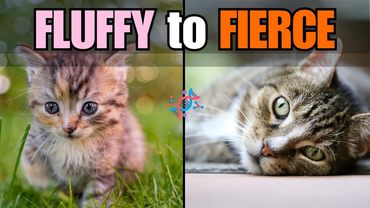 From Fluffy to Fierce: Cat Cuteness Evolution