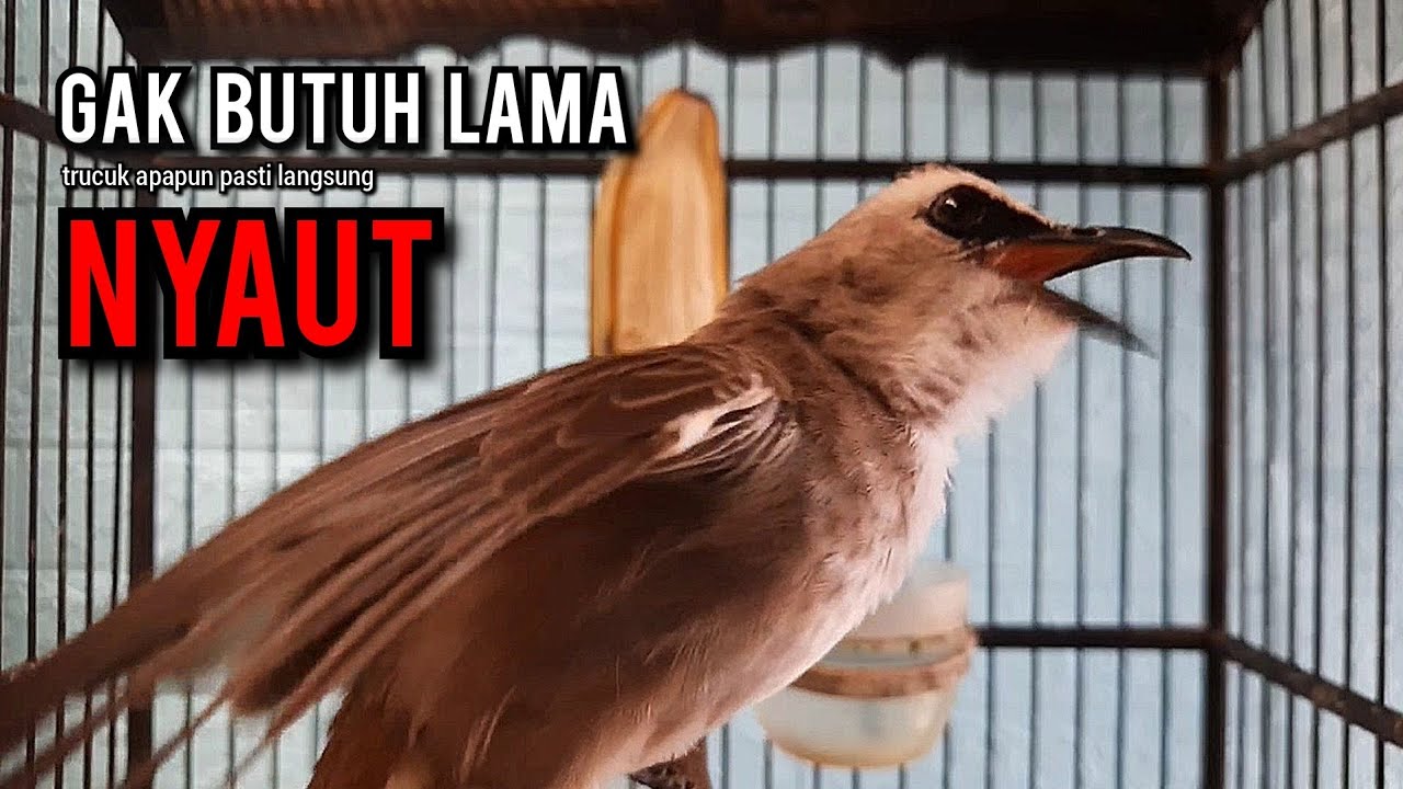 trucukan gacor TARUNG ROPEL PANJANG pancingan trucukan agar bunyi jadikan burung trucuk gacor EMOSI