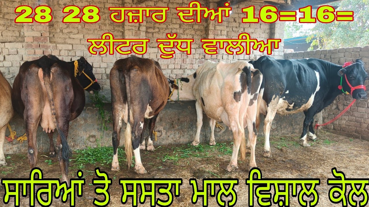 ਫੋਨ ਨੰਬਰ 8427278296 ਤਾਜ਼ੀਆਂ ਸੂਈਆਂ ਵੇਹੜਾ #subscribemychannel 