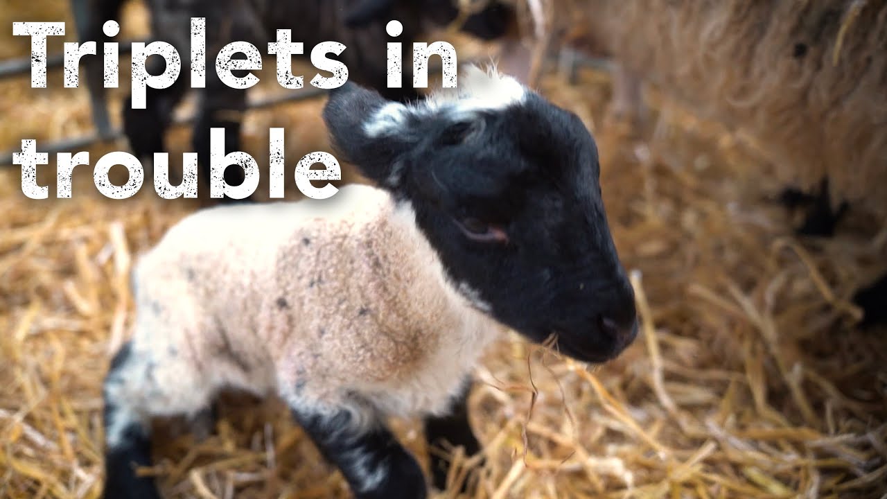 Emergency Lambing! A Ewe in trouble delivers a surprise trio.