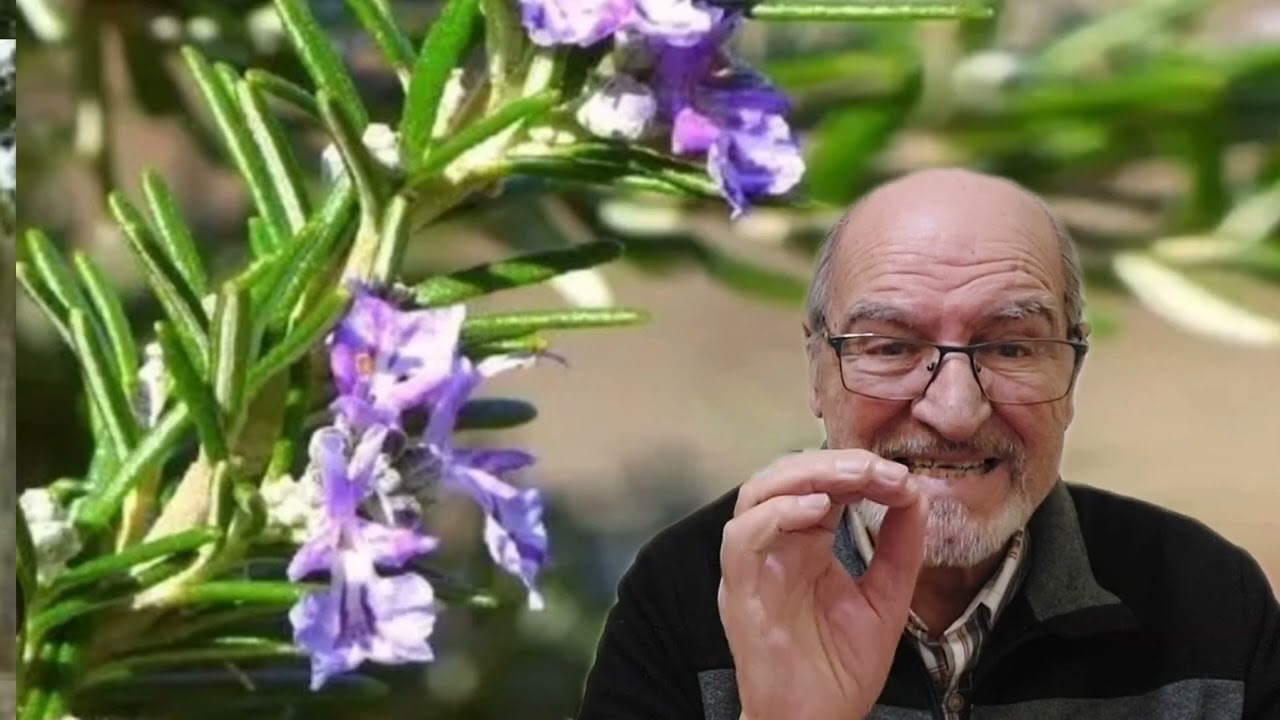 Estimem els Arbres  Nº00  