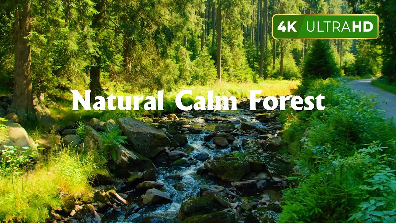 Relax in Beautiful Forest, Peaceful Forest Stream | Natural Calm Forest River - Nature Ambiance