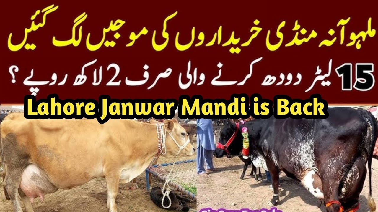 Today Malumor Mandi Jhang || Cross Cow Fresh Rates Update | Cow Mandi 
