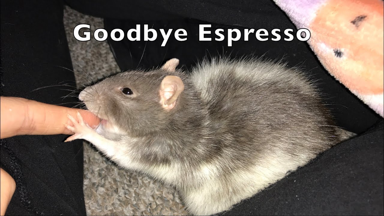 I Had to Put Espresso to Sleep 😞