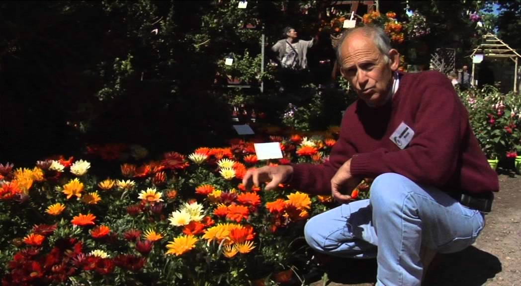 Le GAZANIA, des FLEURS GÉANTES tout l'ÉTÉ sans ARROSAGE