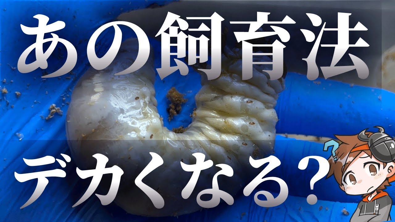 【タランドゥス幼虫飼育】1本目1400ボトルは正しいのか？【クワガタ飼育】