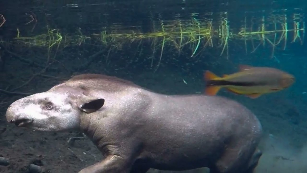 Você Nunca Imaginou Isso Sobre a Anta! @Tapiraexpeditions