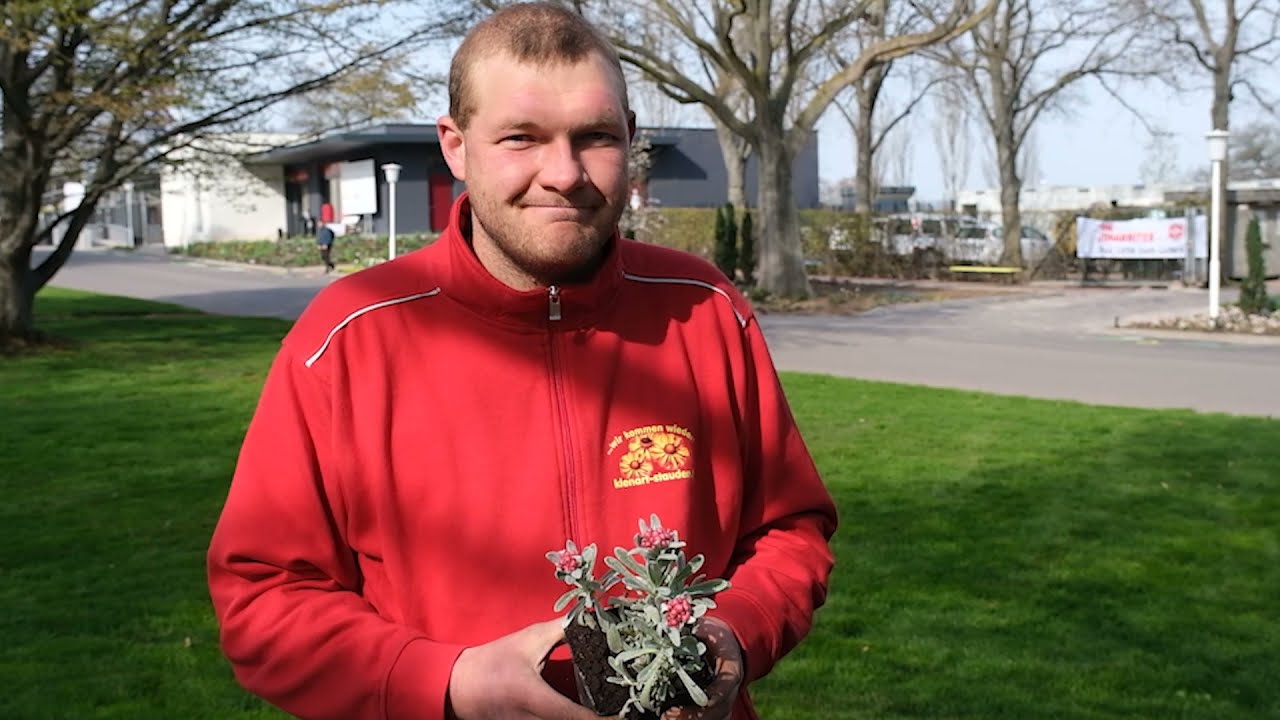 G&auml;rtnertipp: Pflanzen und Pflegen der winterharten Strohblume