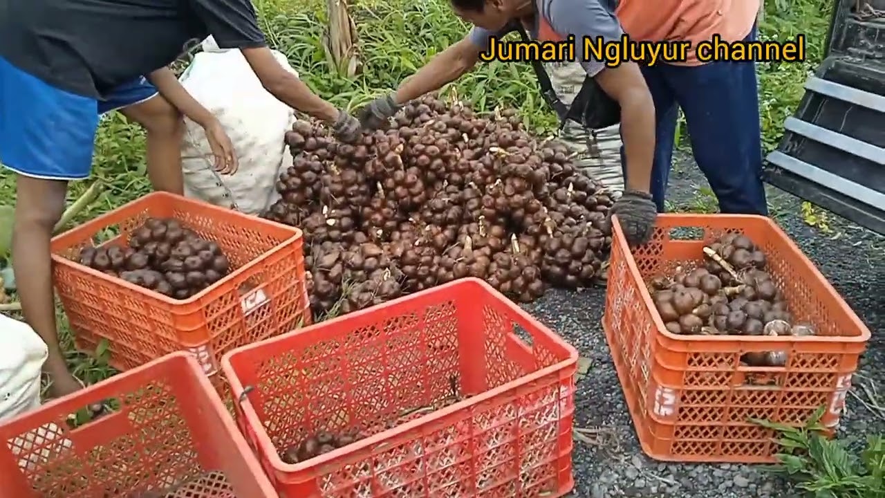 KETIKA PANEN SALAK PONDOH|pertanian unggulan masyarakat di kaki gunung Semeru#desaku