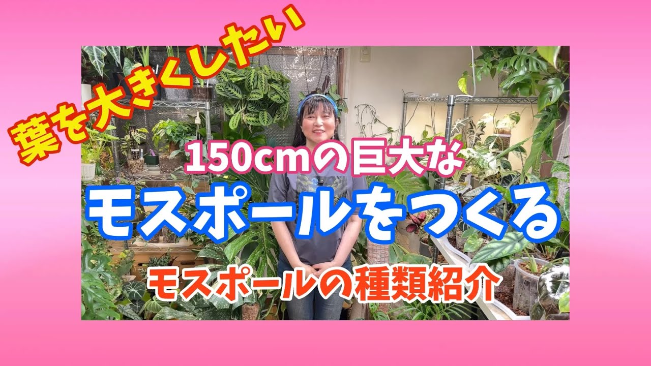 【モンステラ】150cm巨大モスポールをつくる！モスポールの種類解説 #観葉植物 #houseplants #モンステラ #monstera #モスポール