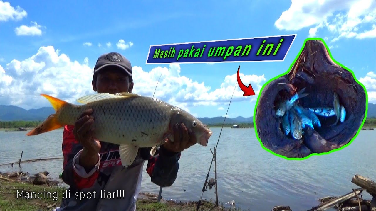 Umpan khusus ikan babon!!! sangat cocok untuk spot liaran || mancing ikan mas tombro