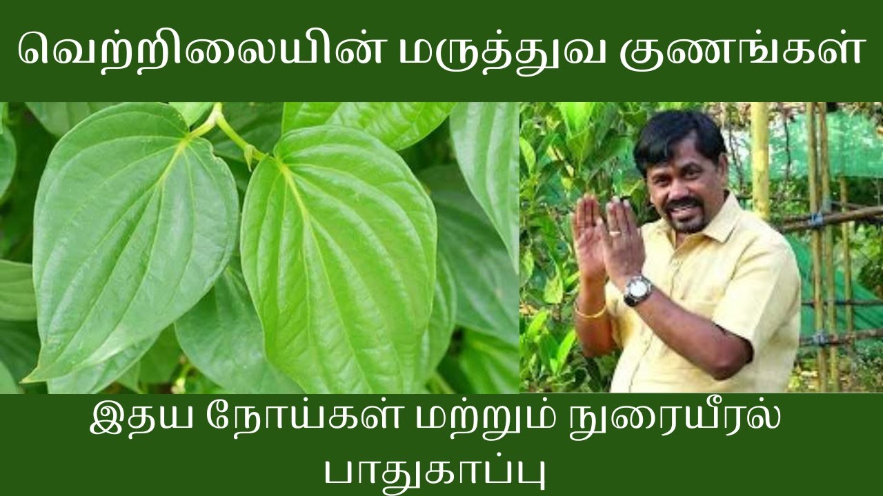 வெற்றிலையின் மருத்துவ குணங்கள் | இதய பலகாரி வெற்றிலை வைத்தியம் | நுரையீரல் பாதுகாப்பு #betelleaf