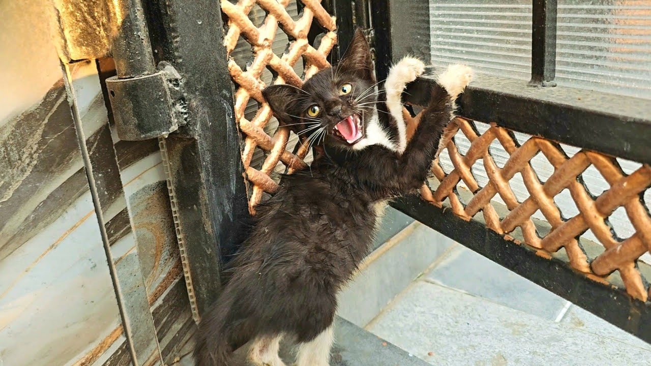 A stray Kitten just wanted to find shelter from the rain, but the home owner kicked it out