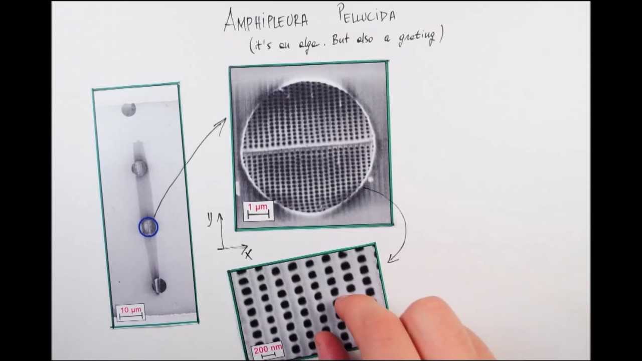 Quantum diffraction of single molecules through a marine alga - 
