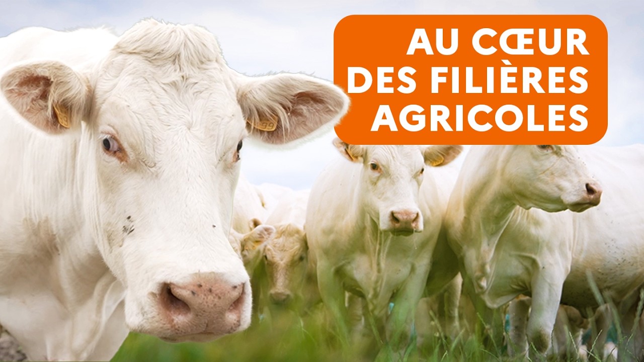 Au cœur de la filière viande : le savoir-faire des élevages