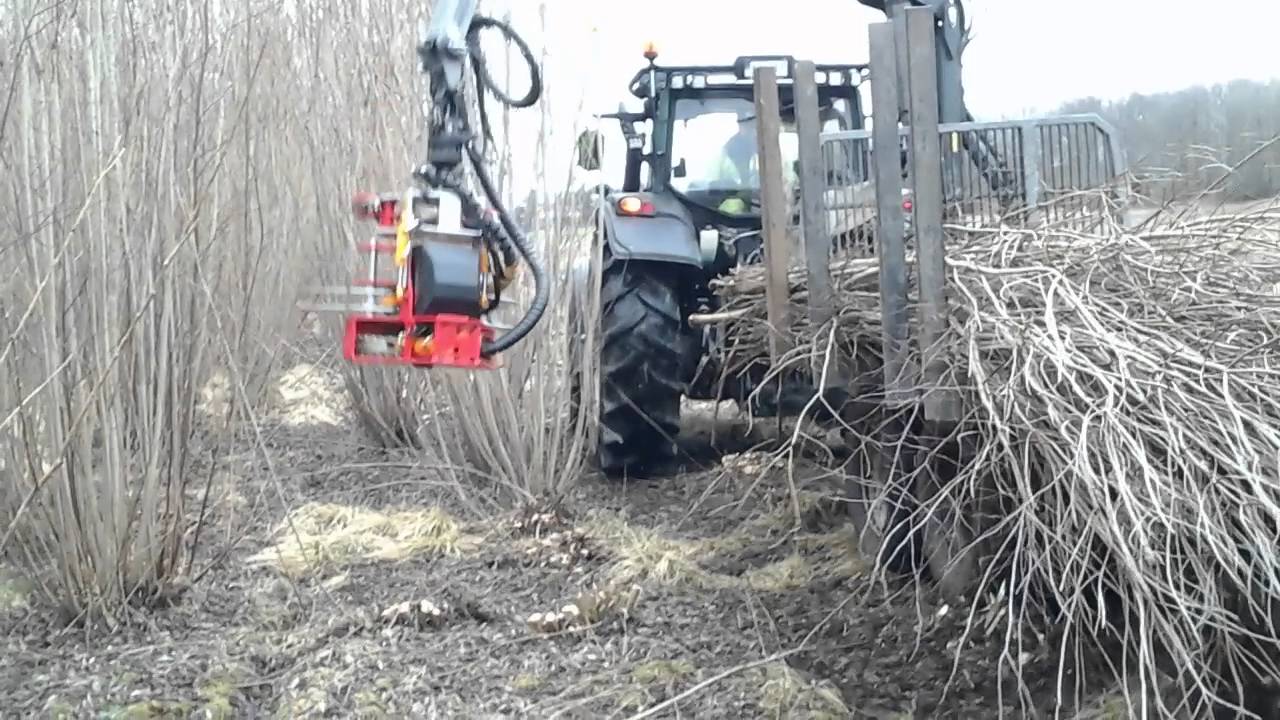 Salixklippning februari -16