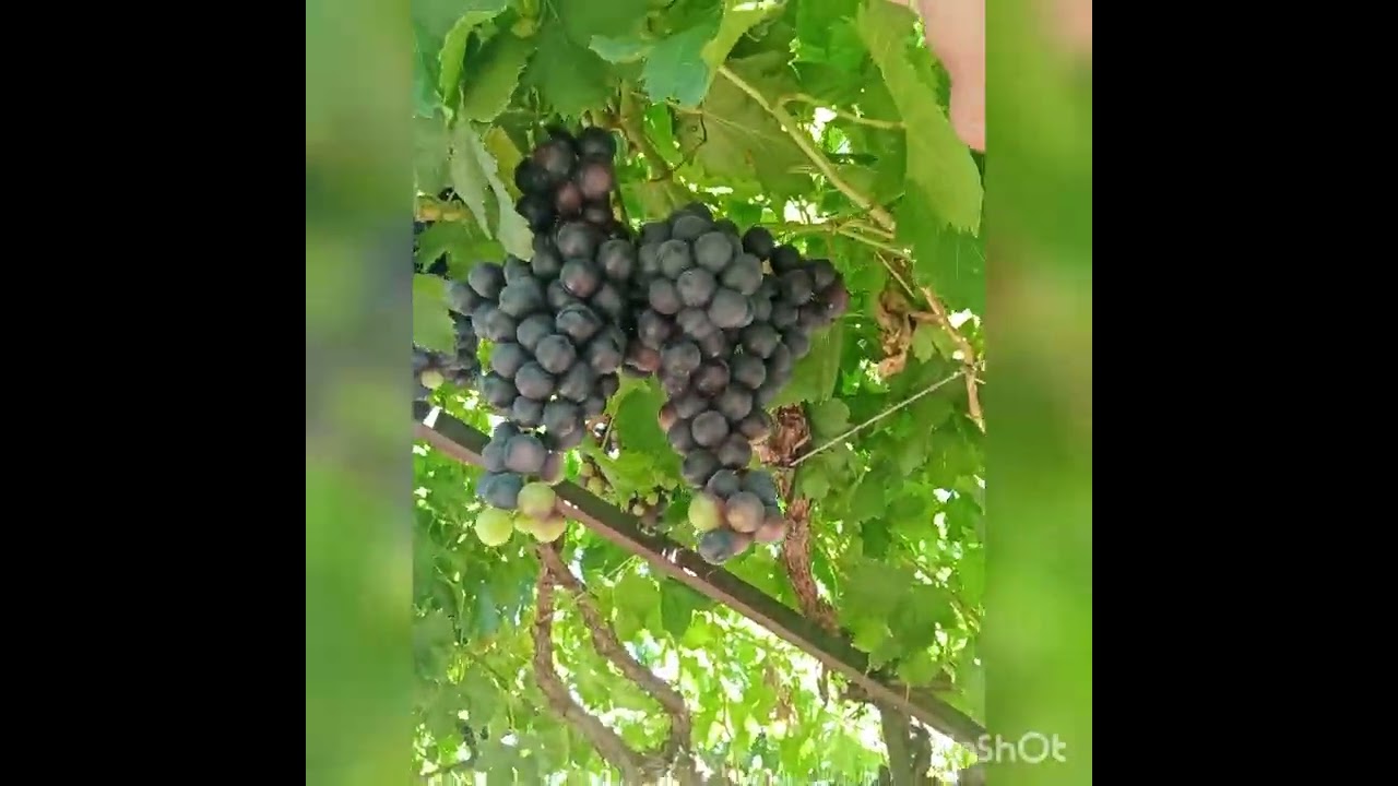 CONOCIENDO VARIEDADES DE UVAS 🍇🤍