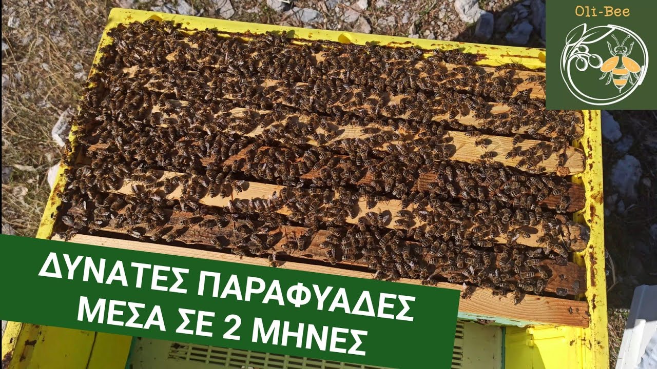 Οι παραφυάδες πήραν τα πάνω τους!