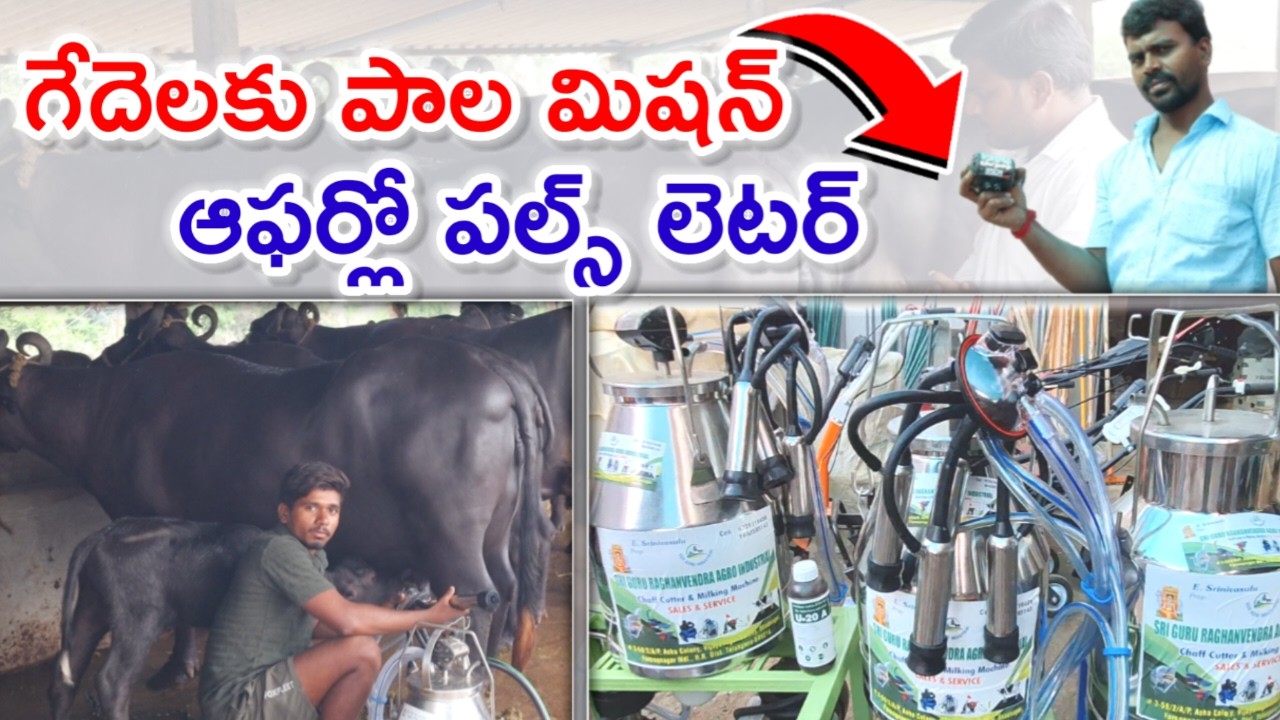 గేదెలకు పాల మిషన్ buffalo milking machine@MalleshAdla