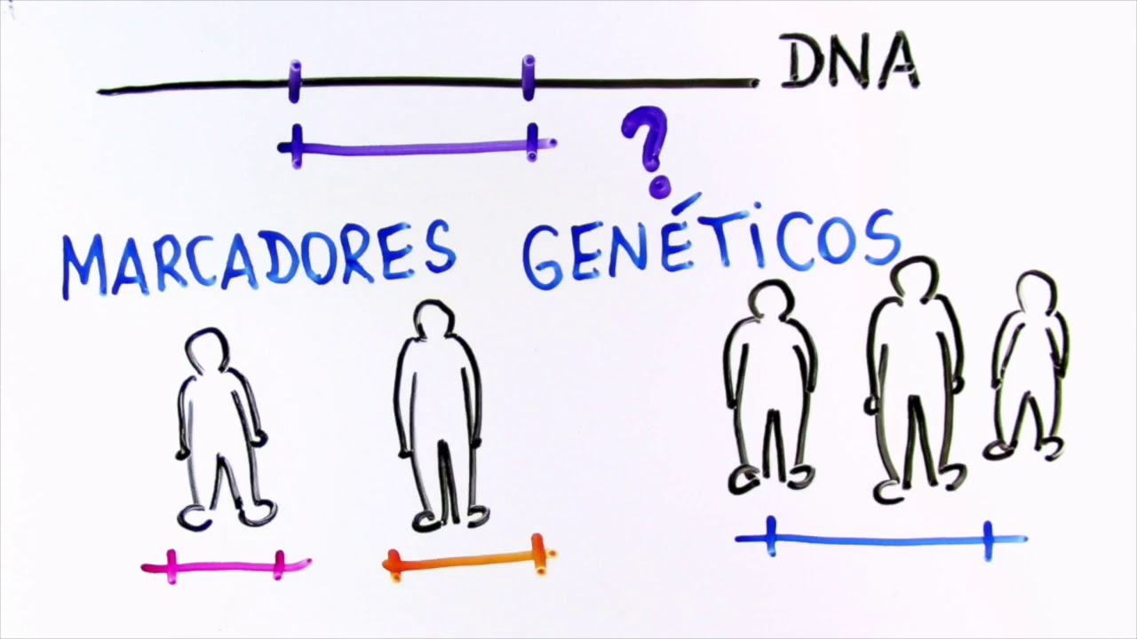 Como é feito o teste de paternidade