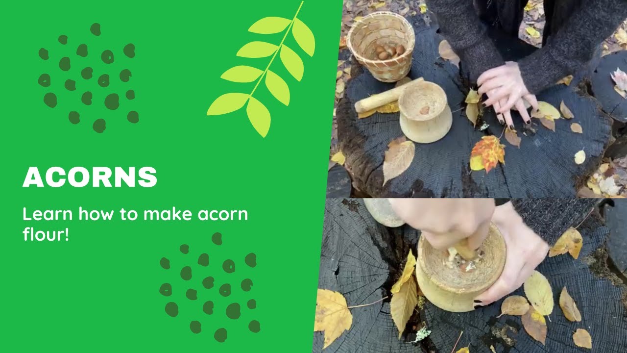 How Native Americans Utilized Acorns