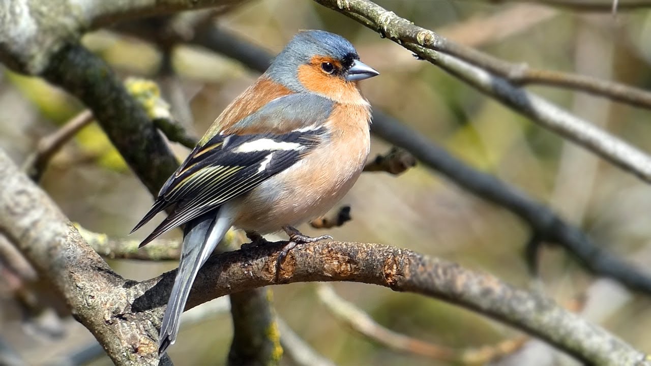 Spring Bird Watching at a UK Nature Reserve | March - May