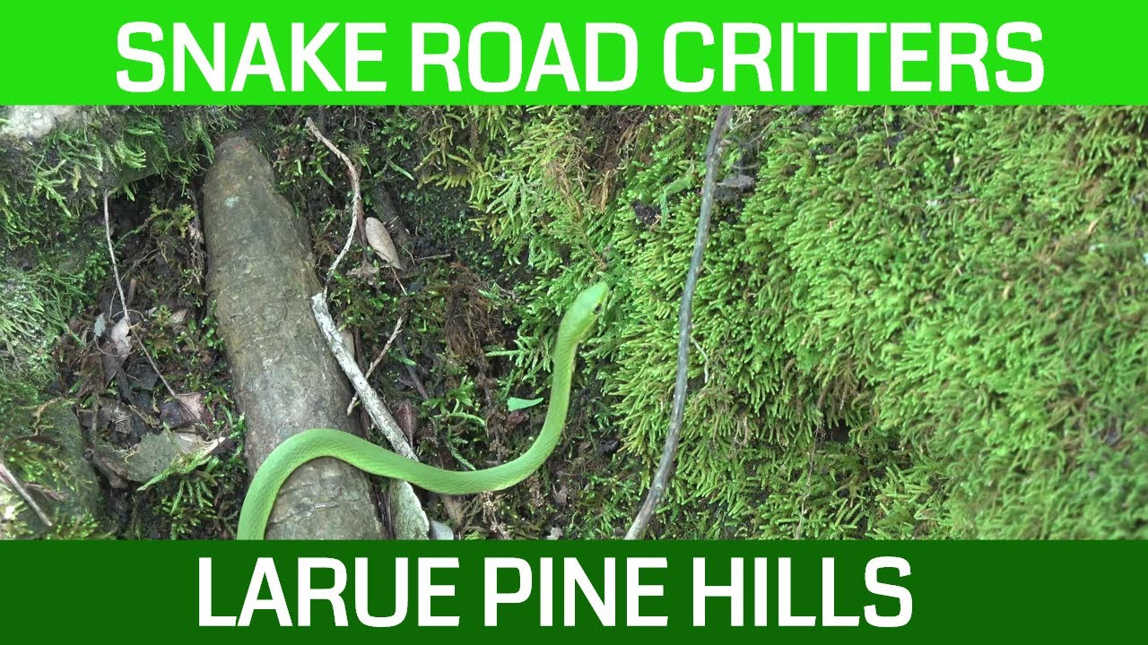 All sorts of Critters at LaRue Pine Hills Snake Road