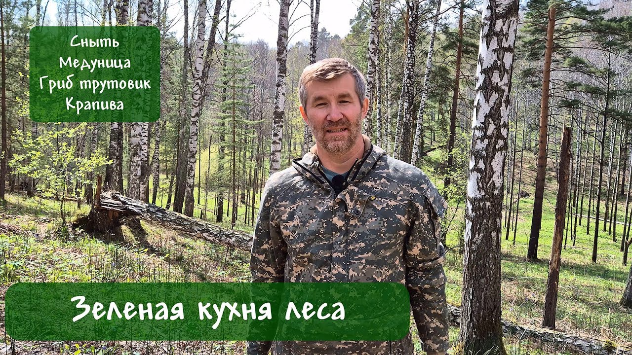 Для чего мы можем использовать сныть, медуницу, трутовик, крапиву? Зеленая кухня леса