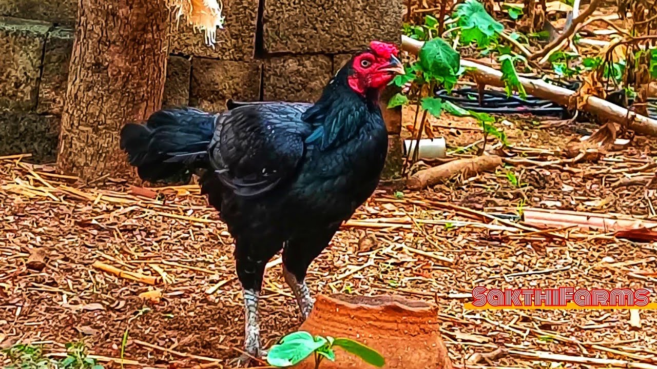 💥நாட்டுக்கோழி பெருவெடை  வளர்ப்பு💯 |peruvedai koli valarpu in tamil| seval kattutharai  @SakthiFarms